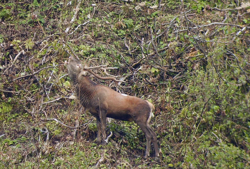 PASSIONE PER IL CERVO